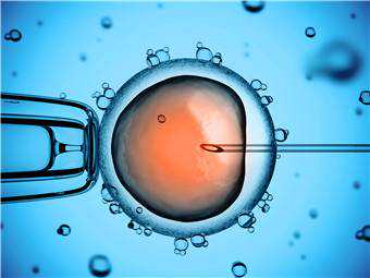 广州供卵试管对卵巢的要求，纵隔子宫怀孕机率大吗